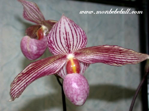 Paph Delrosi.jpg